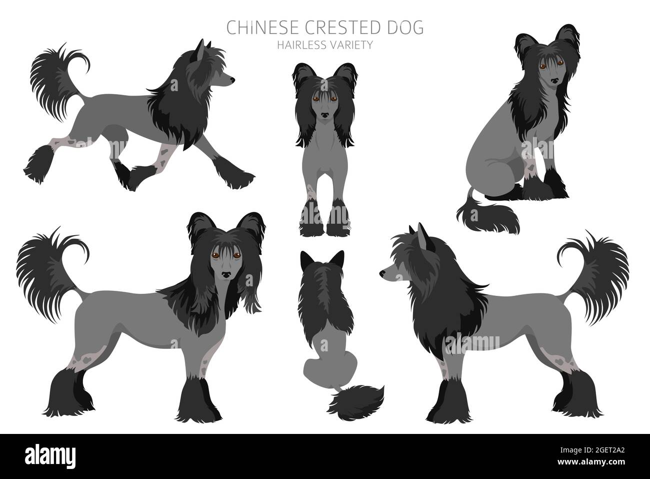 Chinese crested dog hairless variety clipart. Different poses, coat