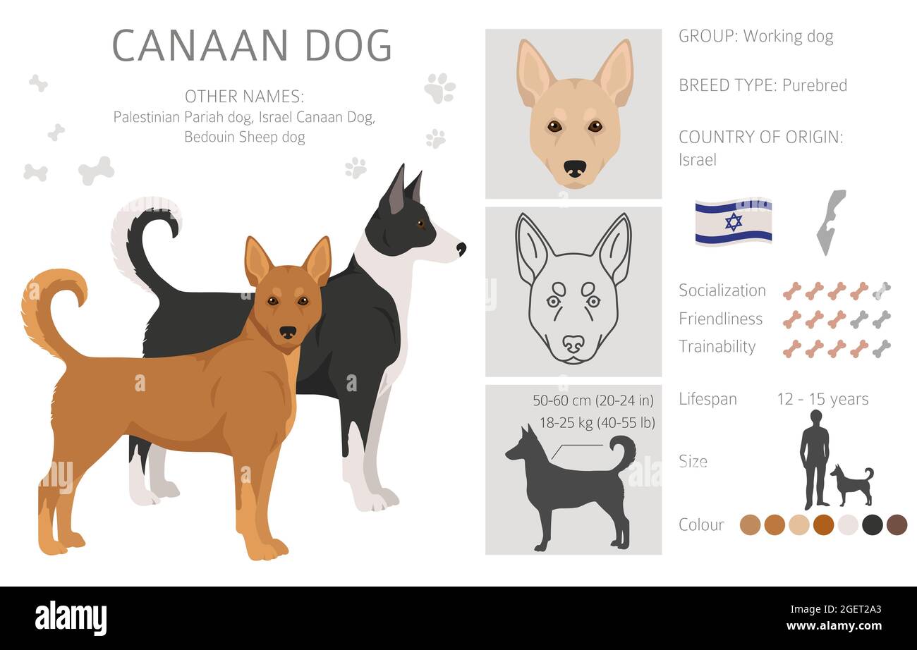 Canaan Dog Colors Canaan Dog Canaan Dog