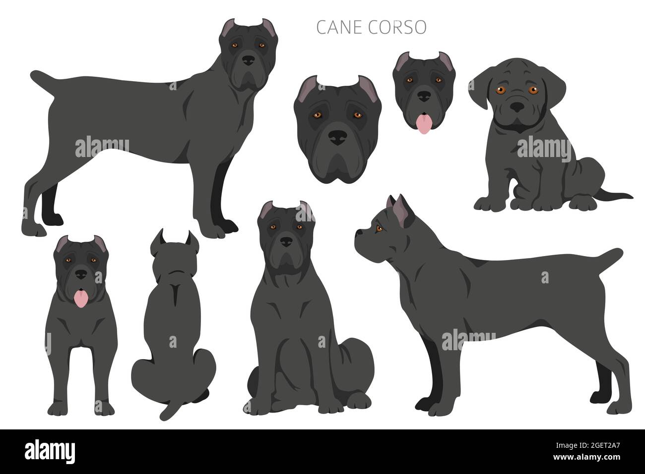 Cane corso clipart. Different poses, coat colors set. Vector