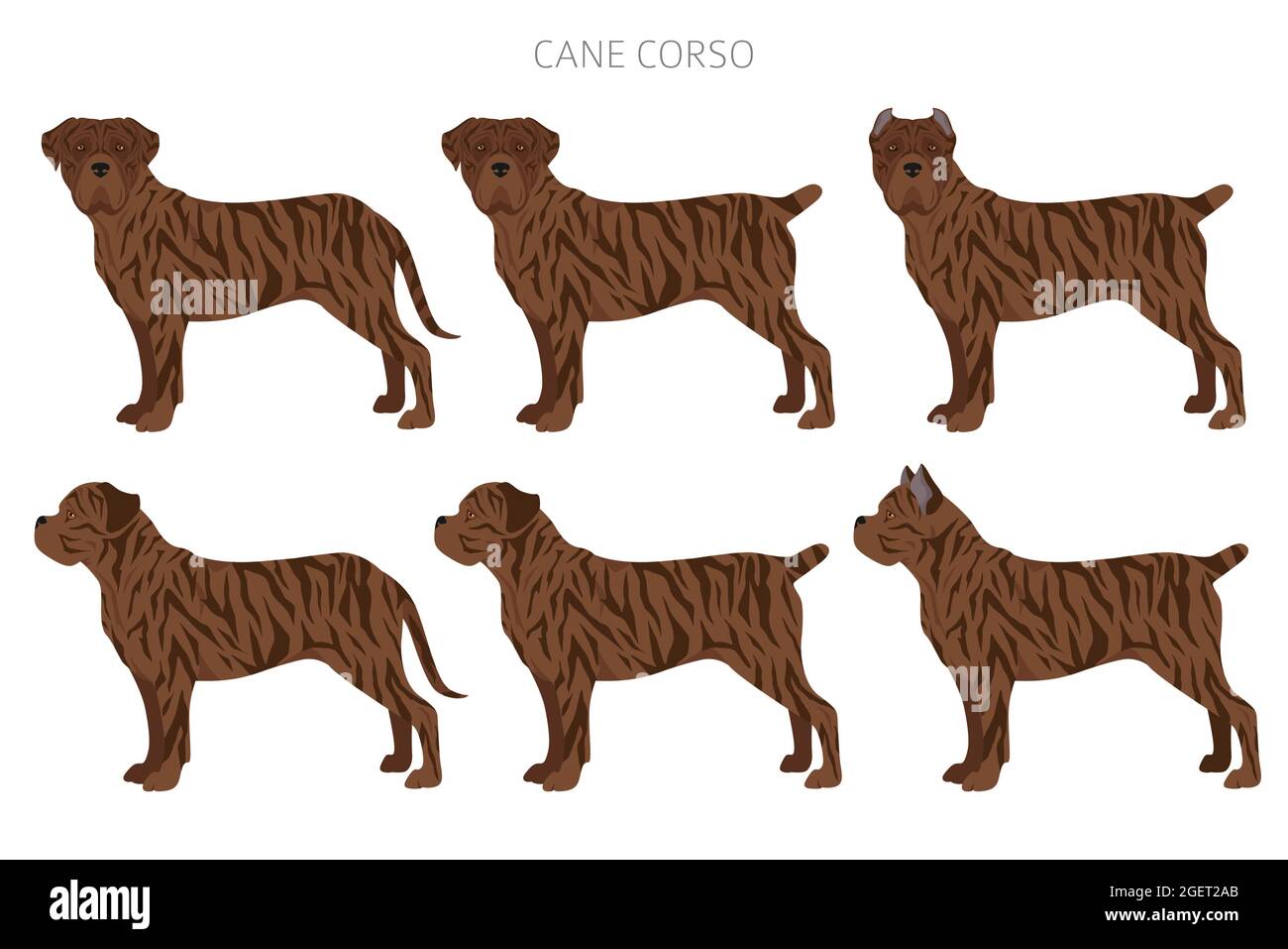 Cane corso clipart. Different poses, coat colors set. Vector