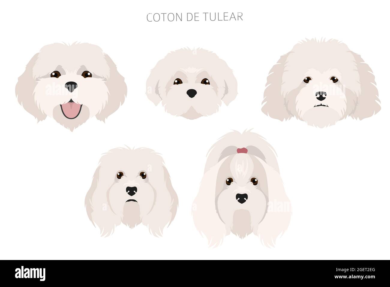 Coton de tulear coat deals