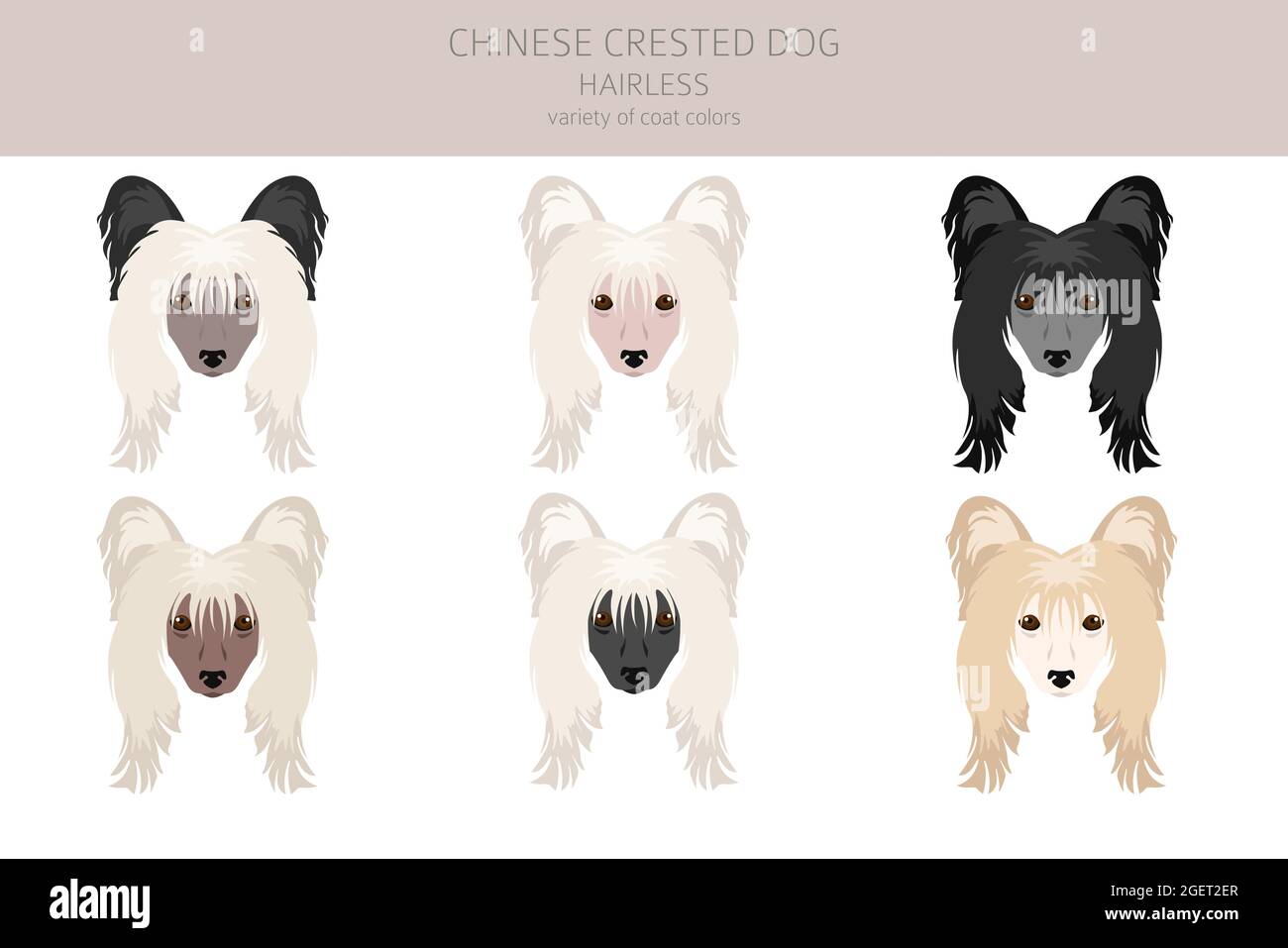 Chinese crested dog hairless variety clipart. Different poses, coat