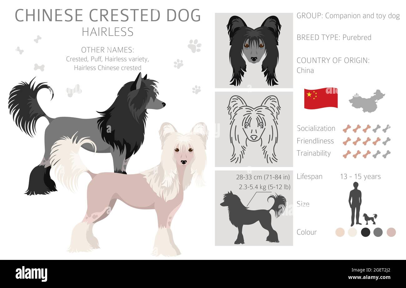 Chinese crested dog hairless variety clipart. Different poses, coat