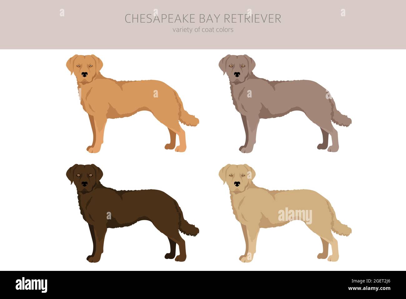 Chesapeake bay retriever clipart. Different poses coat colors set. Vector illustration Stock Vector Image Art Alamy