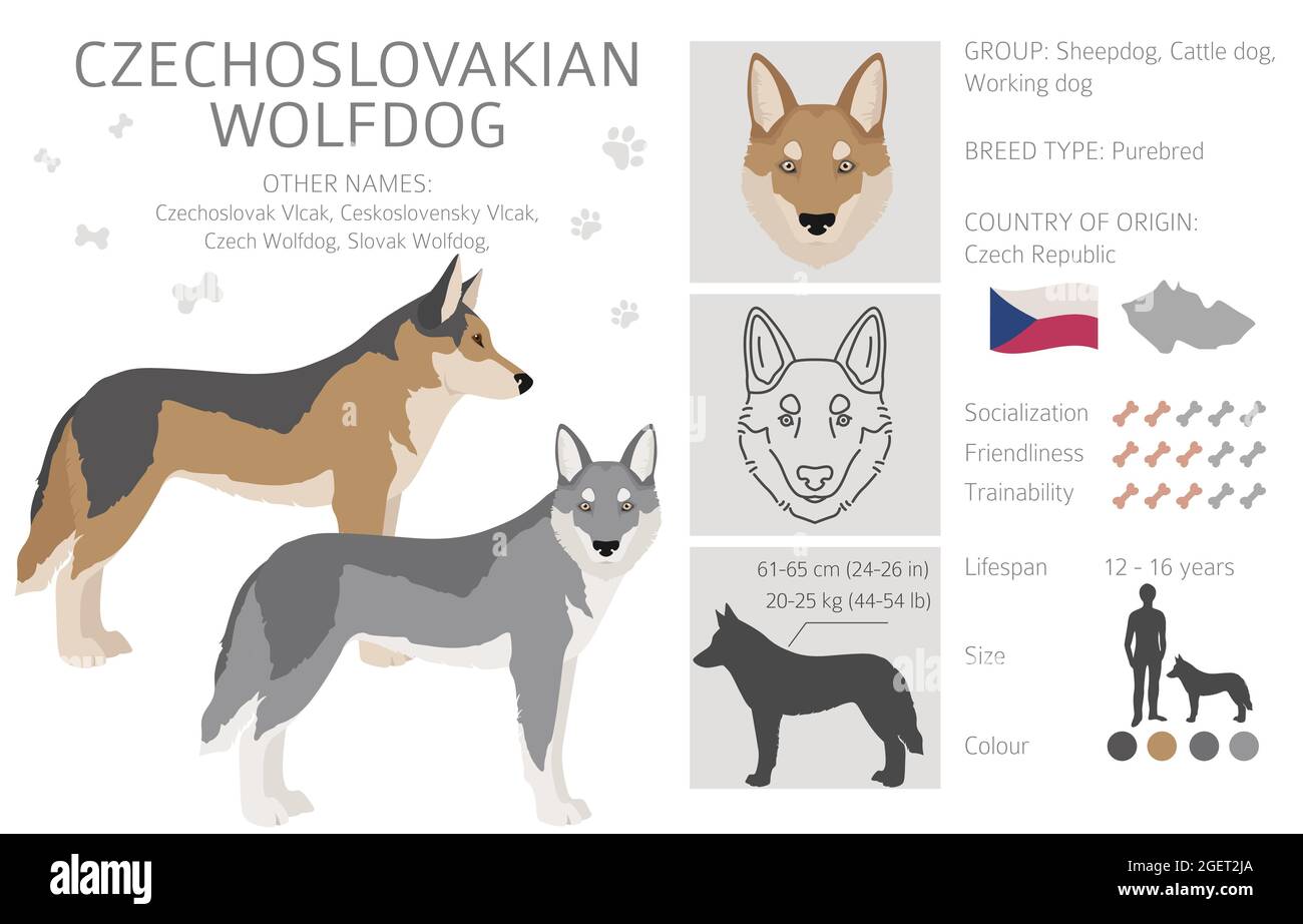 Czechoslovakian wolfdog clipart. Different poses, coat colors set.  Vector illustration Stock Vector