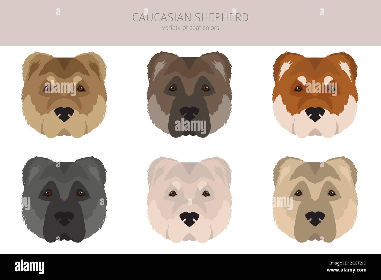 Caucasian shepherd clipart. Different poses coat colors set