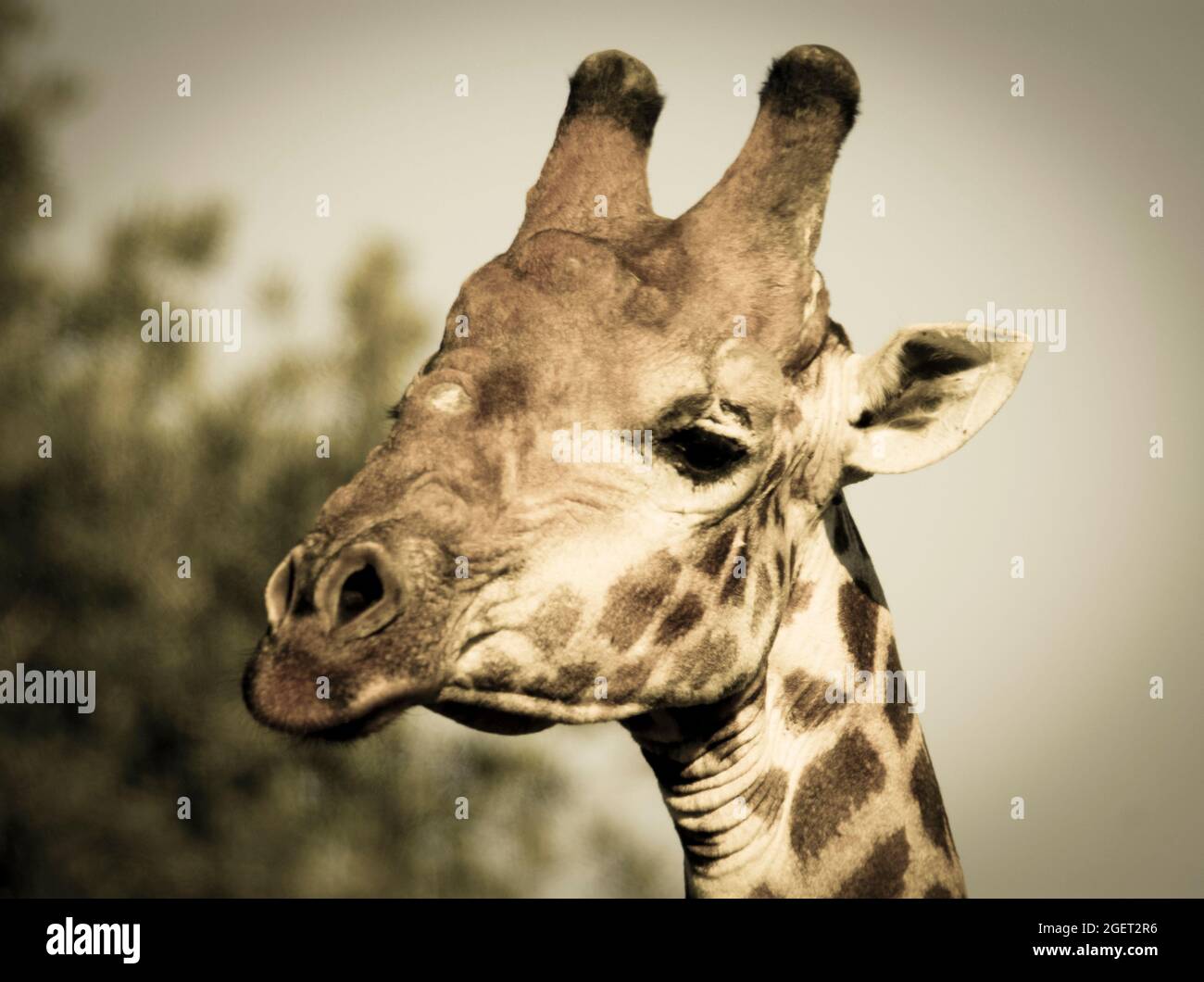 Jiraffa, Giraffa camelopardalis, in African Savannah environment, Kruger National Park, South Africa. Stock Photo