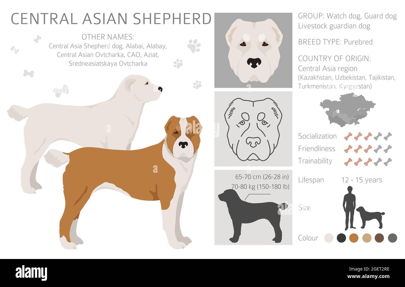 Central asian shepherd clipart. Different poses, coat colors set