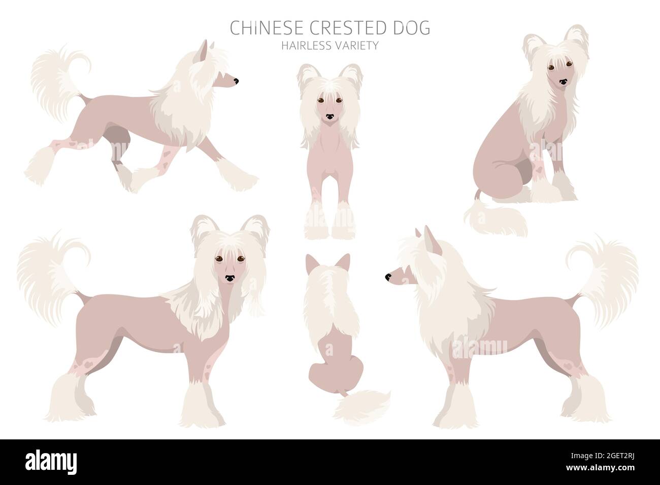 Chinese crested dog hairless variety clipart. Different poses, coat