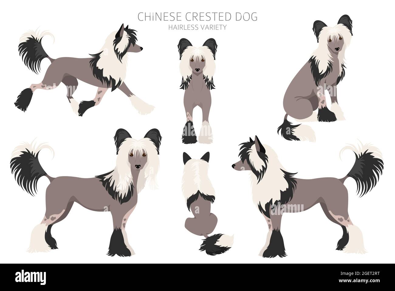 Chinese crested dog hairless variety clipart. Different poses, coat