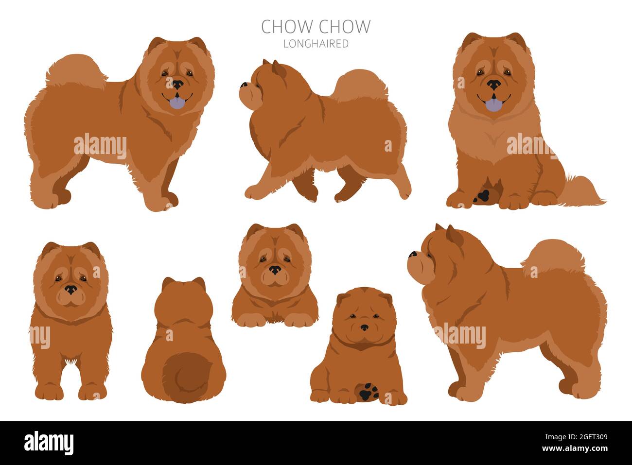 Chow chow longhaired variety clipart. Different poses, coat colors set.  Vector illustration Stock Vector Image & Art - Alamy
