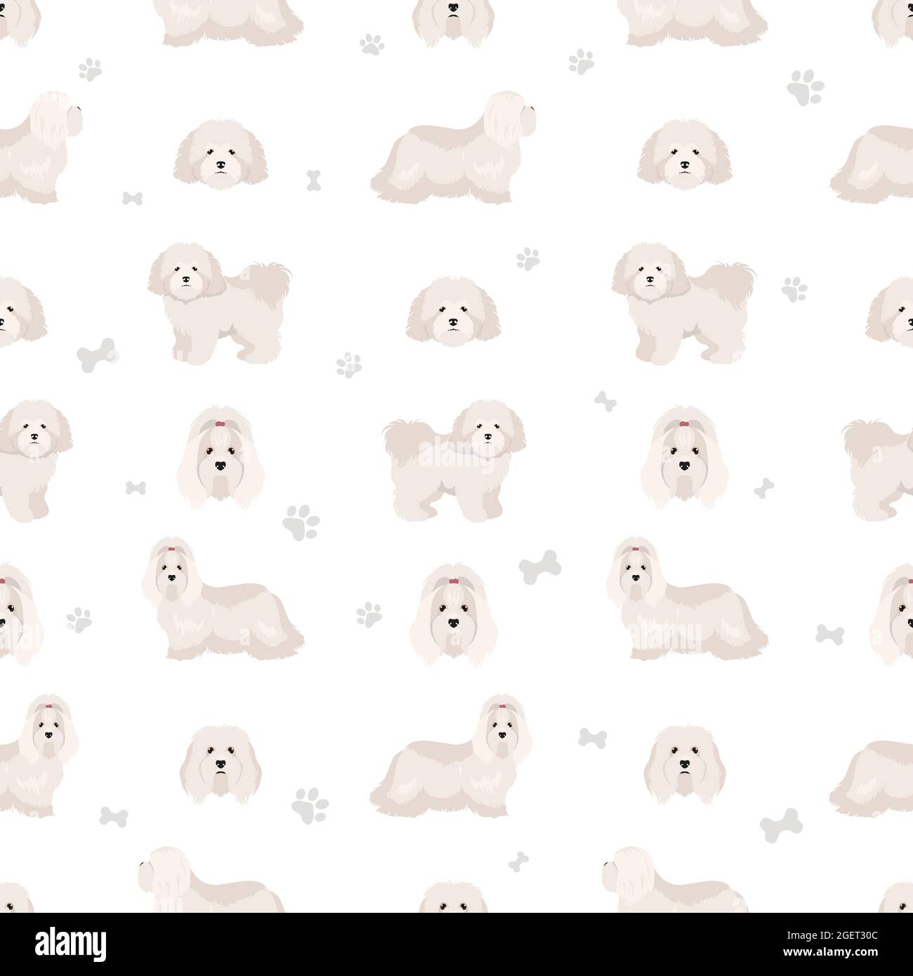 Coton de Tulear seamless pattern. Different poses, coat colors set. Vector illustration Stock Vector