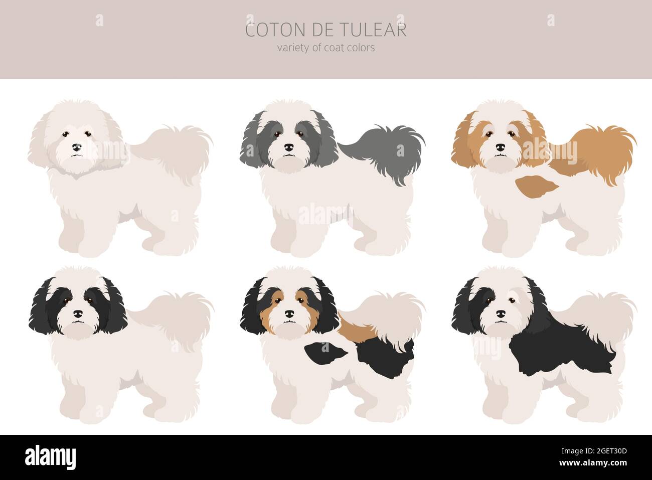Coton de Tulear clipart. Different poses, coat colors set. Vector
