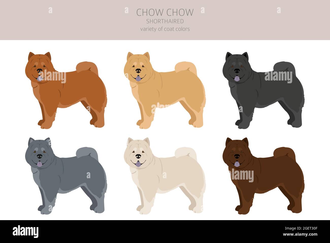 Chow chow shorthaired variety clipart. Different poses, coat colors set.  Vector illustration Stock Vector Image & Art - Alamy