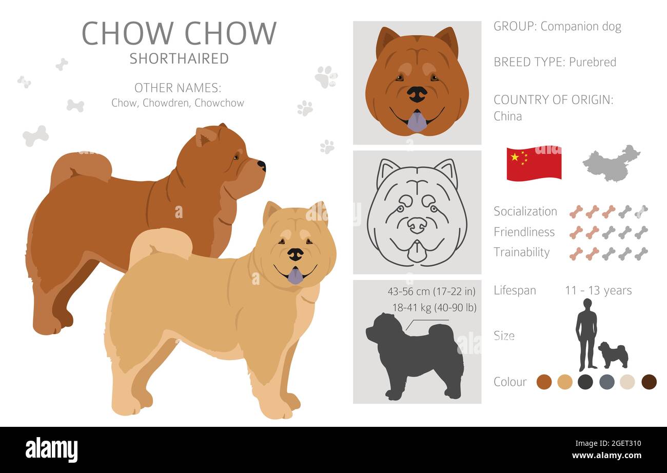 Chow chow shorthaired variety clipart. Different poses, coat colors set.  Vector illustration Stock Vector Image & Art - Alamy