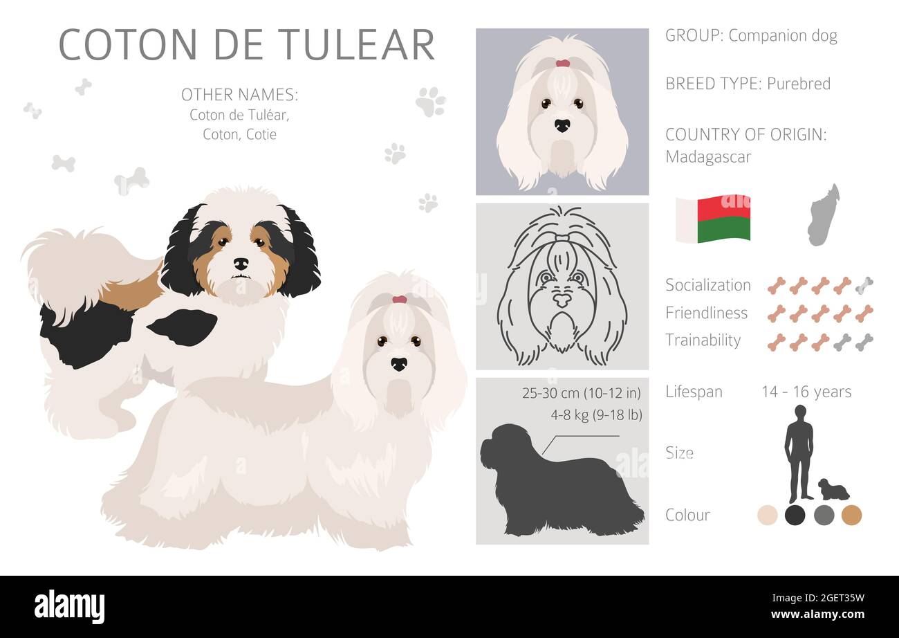 Coton de Tulear clipart. Different poses, coat colors set. Vector
