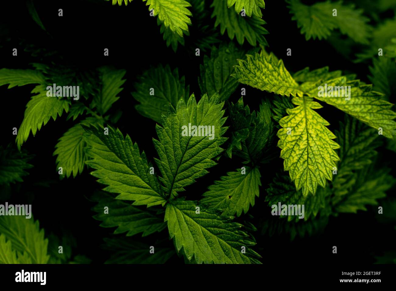 Agrimonia Procera - green foliage background Stock Photo