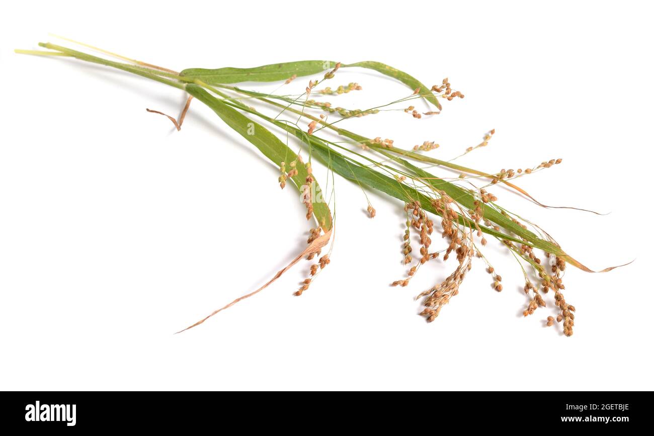 Hog millet or white millet panicum miliaceum hires stock photography