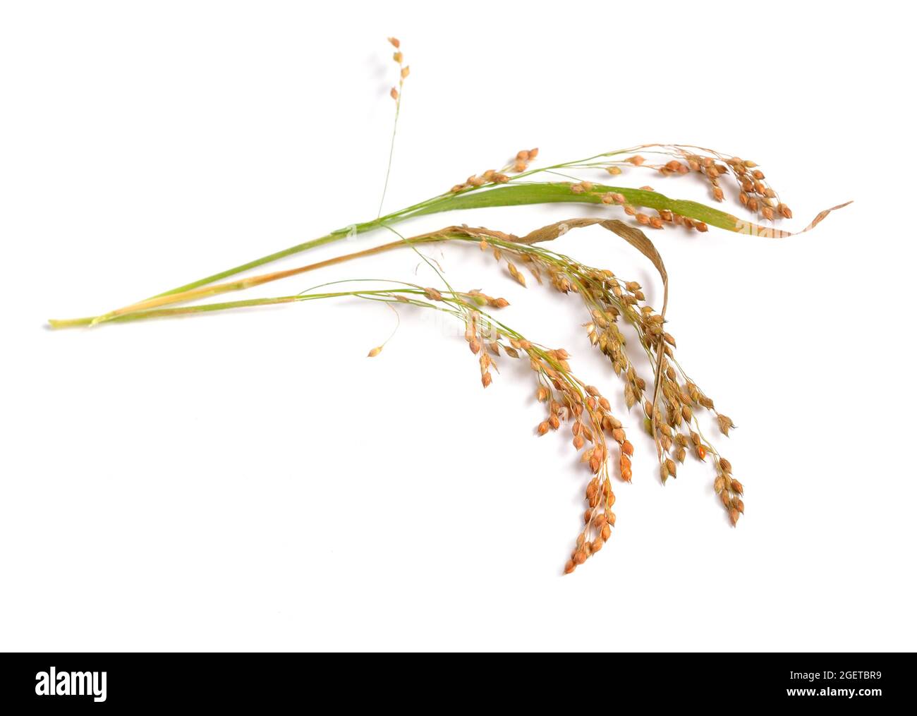 Panicum miliaceum or proso millet, broomcorn millet, hog millet, Kashfi millet, red millet, and white millet isolated Stock Photo