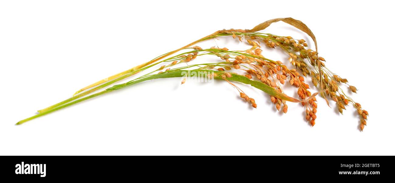 Panicum miliaceum or proso millet, broomcorn millet, hog millet, Kashfi millet, red millet, and white millet isolated Stock Photo