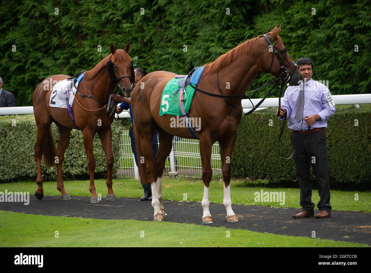 Sunbury-on-Thames, Middlesex, Uk. 20th August, 2021. Emblem Empire and  Mo'Assess in the Parade Ring before the Unibet New Instant Roulette Novice  Stakes (Class 5). Credit: Maureen McLean/Alamy Stock Photo - Alamy