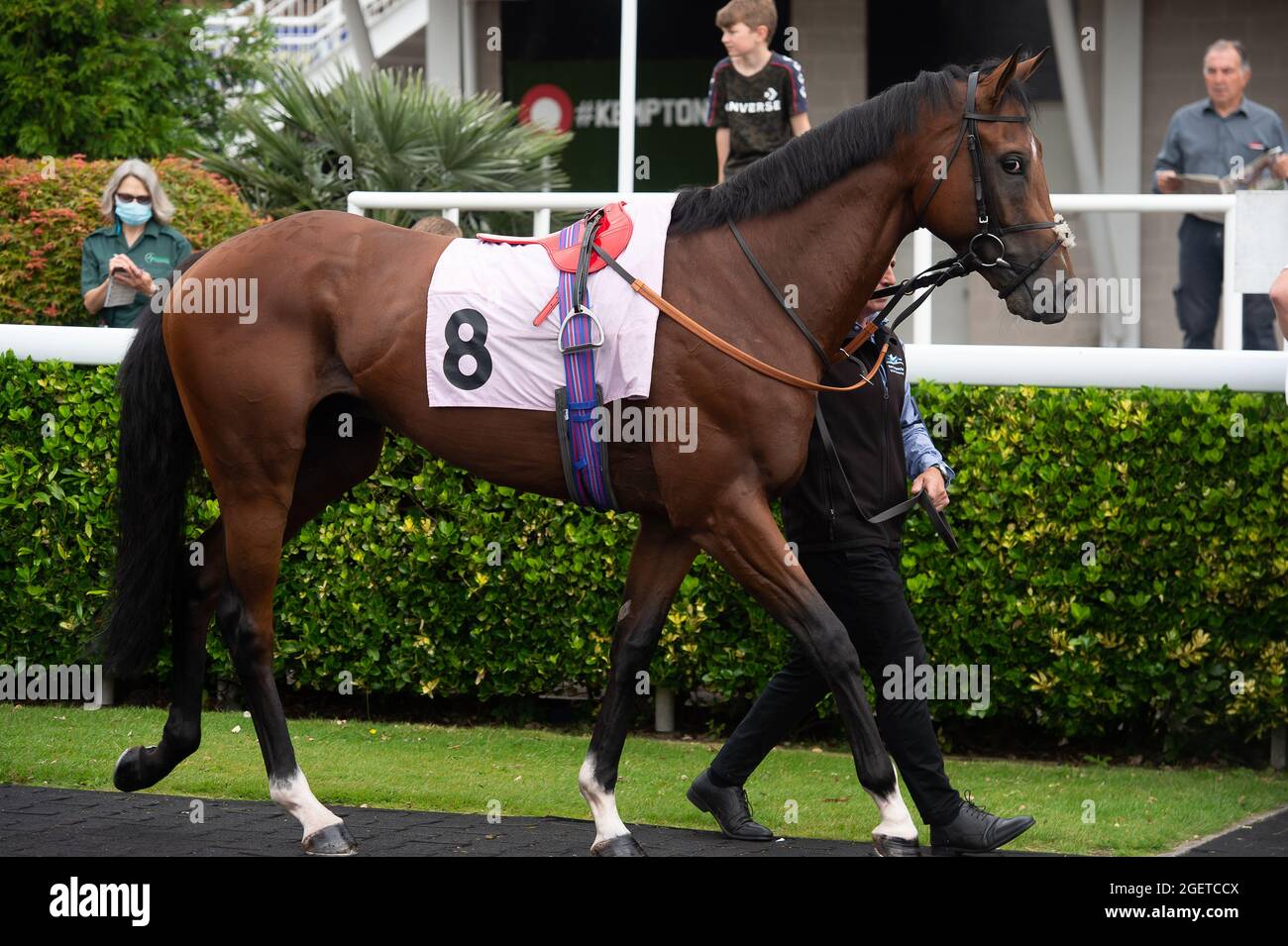 Sunbury-on-Thames, Middlesex, Uk. 20th August, 2021. Tio Mio in the Parade Ring before the Unibet New Instant Roulette Novice Stakes (Class 5). Trainer David Loughnane, Tern Hill. Credit: Maureen McLean/Alamy Stock Photo