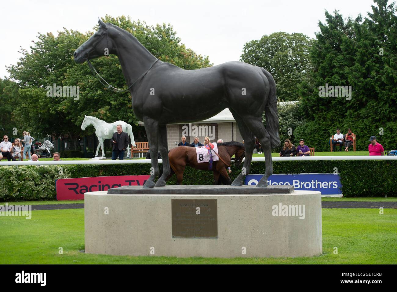 Sunbury-on-Thames, Middlesex, Uk. 20th August, 2021. Tio Mio in the Parade Ring before the Unibet New Instant Roulette Novice Stakes (Class 5). Trainer David Loughnane, Tern Hill. Credit: Maureen McLean/Alamy Stock Photo