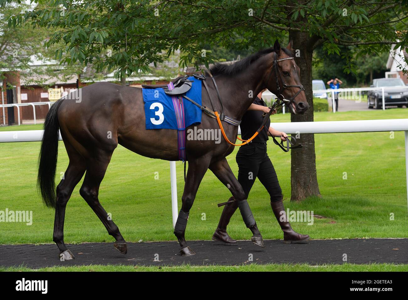 Sunbury-on-Thames, Middlesex, Uk. 20th August, 2021. Dashing Spirit in the  Pre Parade Ring before riding in the Unibet New Instant Roulette Novice  Stakes (Class 5). Credit: Maureen McLean/Alamy Stock Photo - Alamy