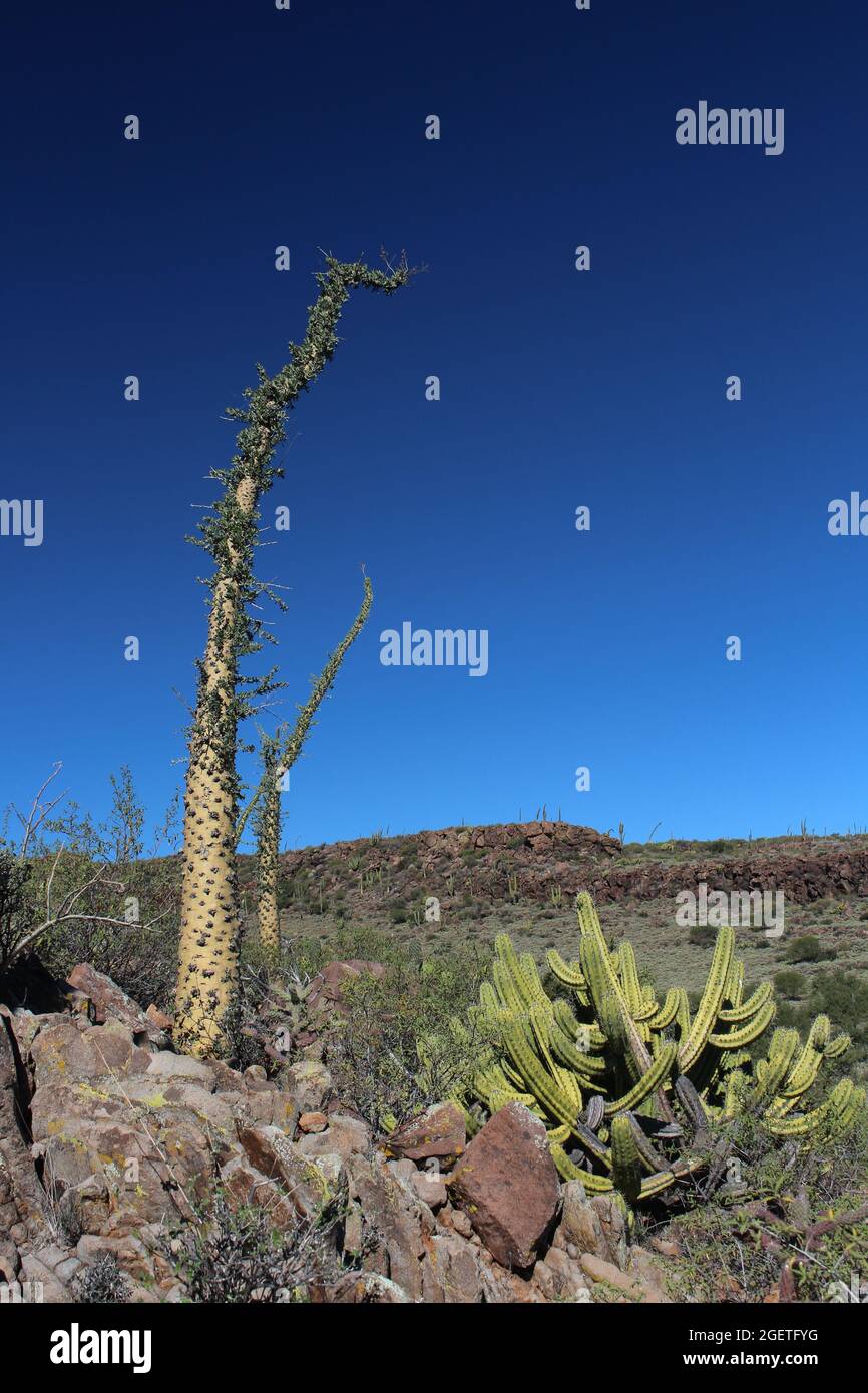 Boojum tree landscape Baja California Sur, Mexico Stock Photo Alamy