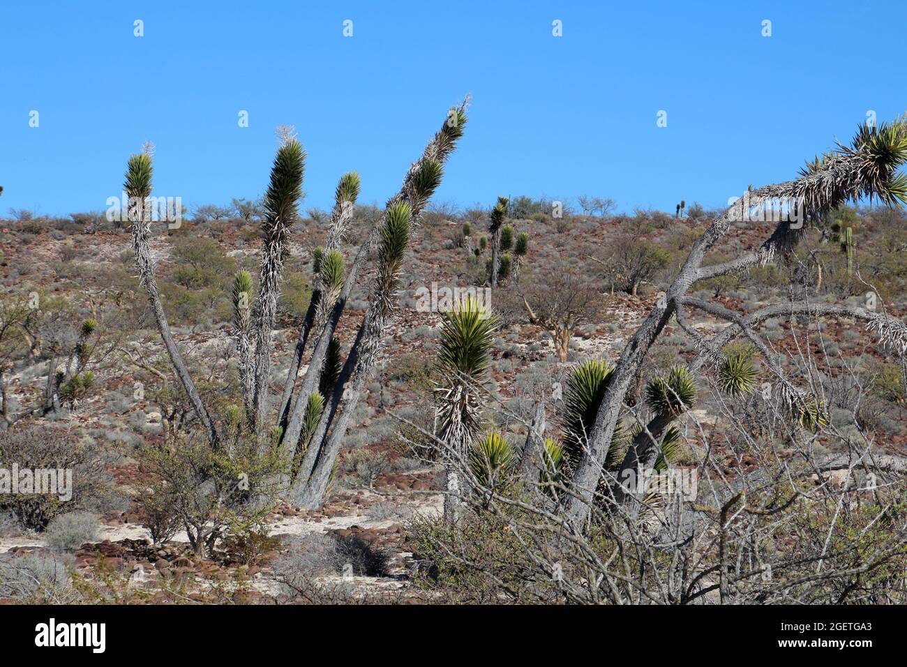 Joshua tree in the semidesert of Baja California Sur, Mexico Stock