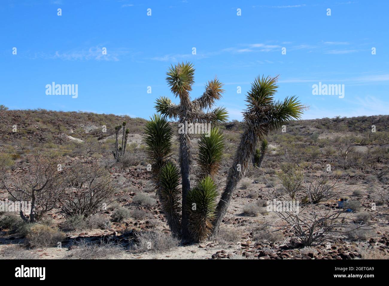 Joshua tree in the semidesert of Baja California Sur, Mexico Stock
