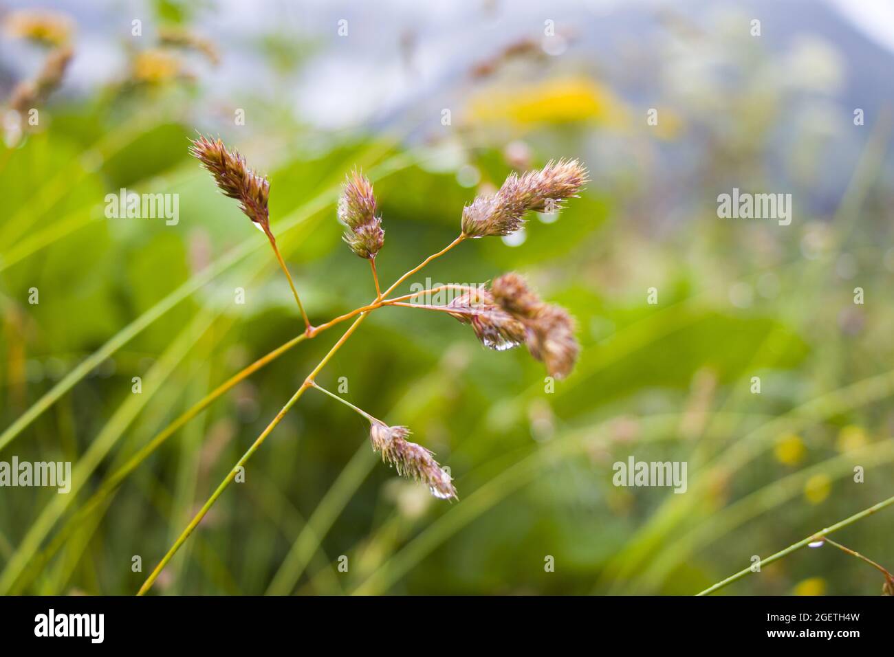 Selective focus shot of carex hirta growing in a field Stock Photo