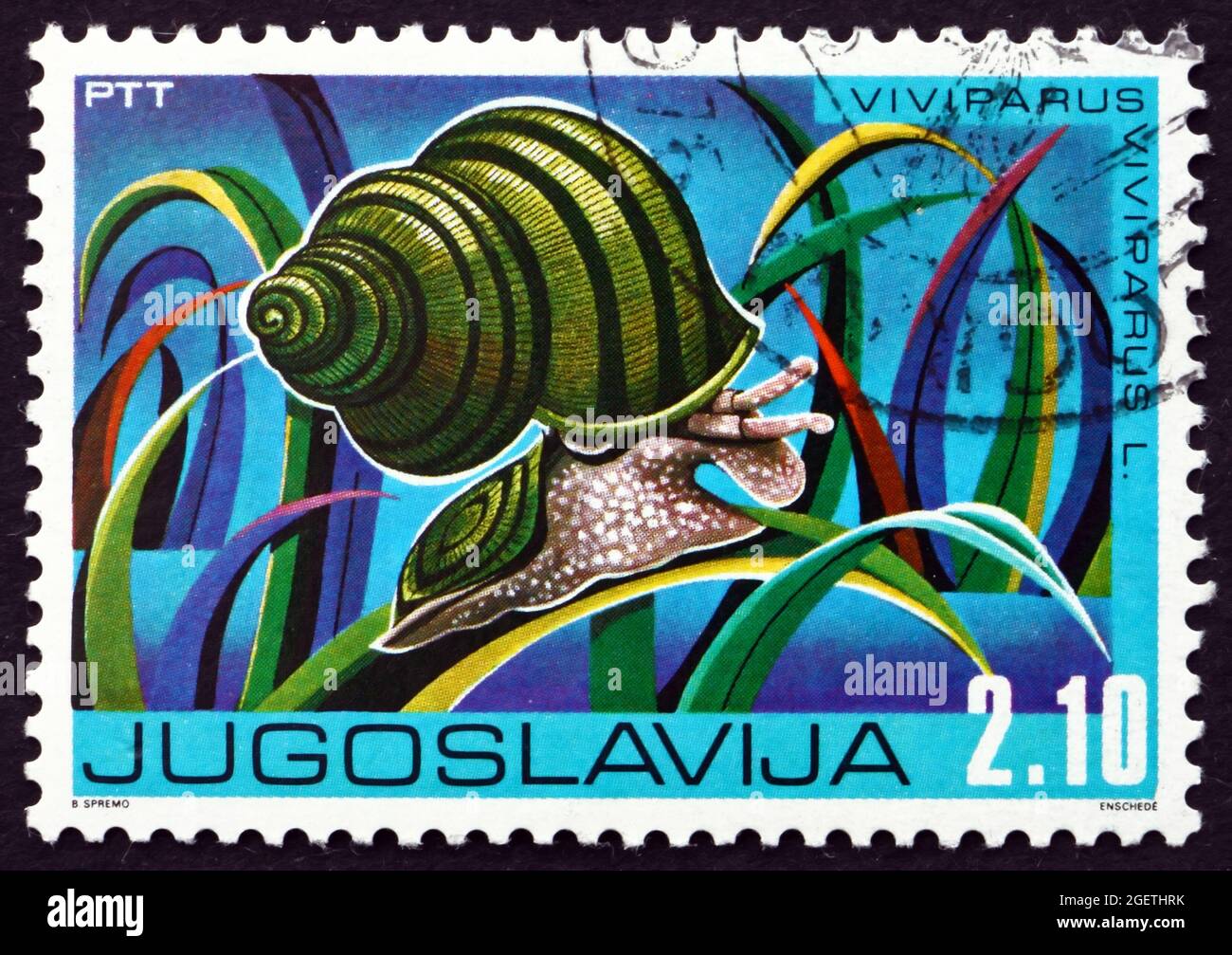YUGOSLAVIA - CIRCA 1976: a stamp printed in the Yugoslavia shows Winkle, Viviparus Viviparus, Freshwater Snail, circa 1976 Stock Photo