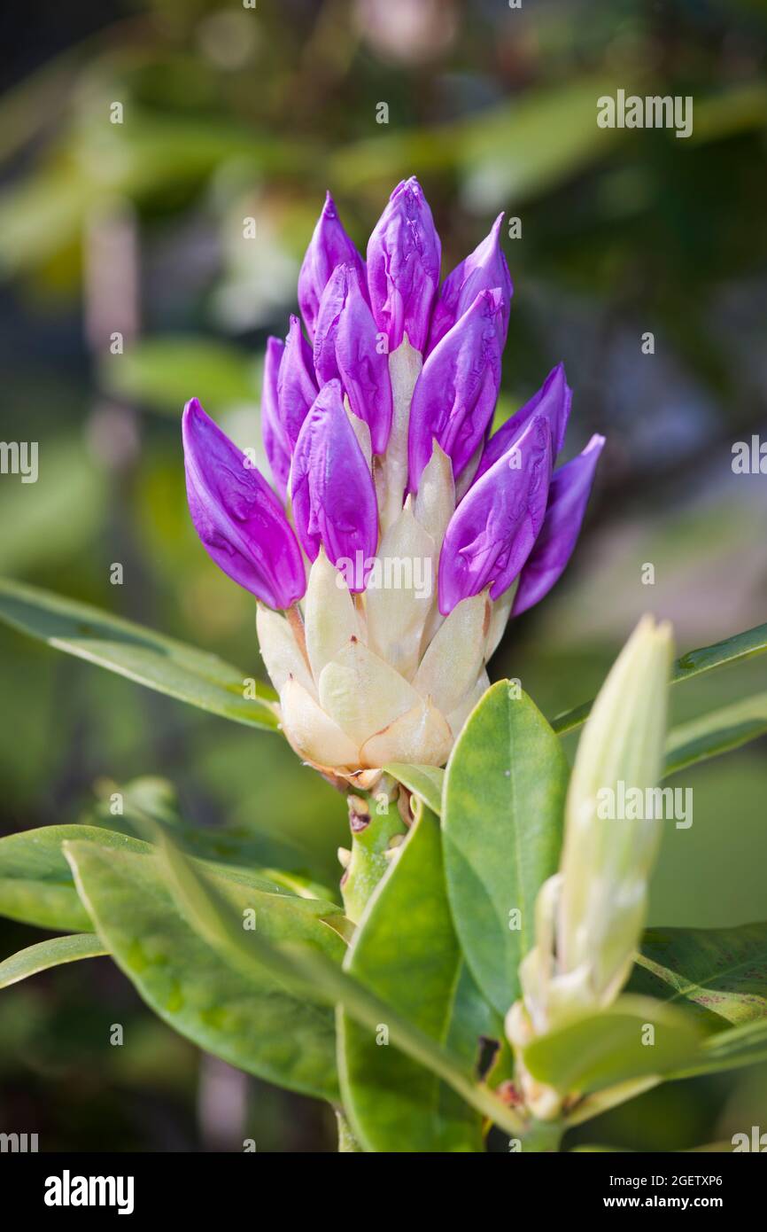 Close-up of a slightly more open rhododendron flower with a closed bud next to it and some green leaves against a naturally green background. Stock Photo