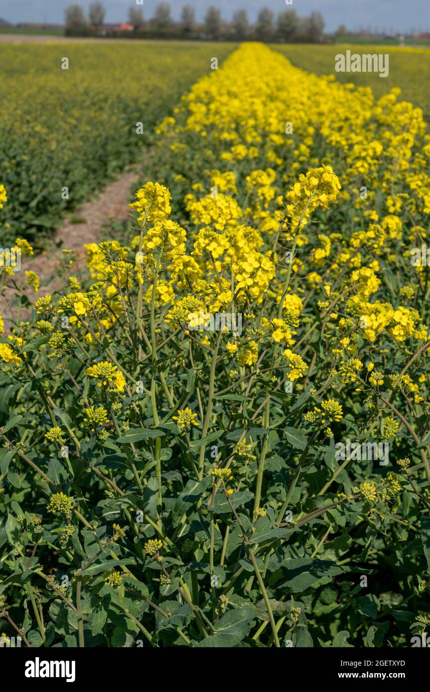 Botanical collection, Rapeseed Brassica napus bright-yellow flowering ...