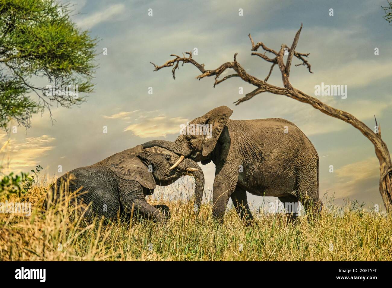 Two young african elephants playing beneath tree against dramatic sky Stock Photo