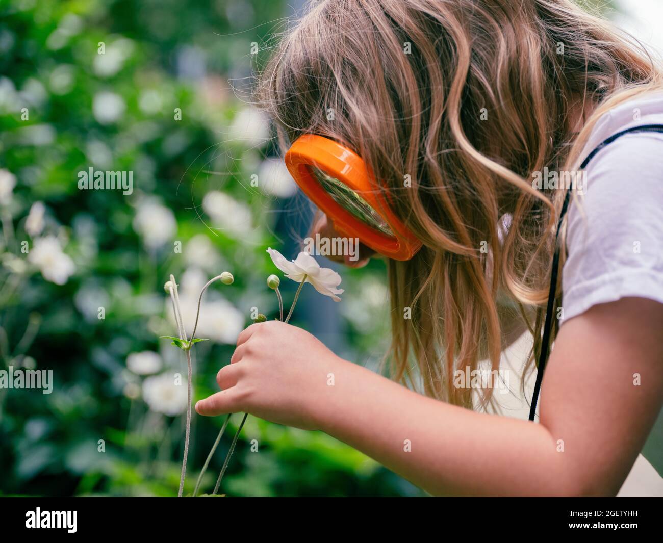Child using a large child-friendly magnifying glass to look at a flower. Stock Photo