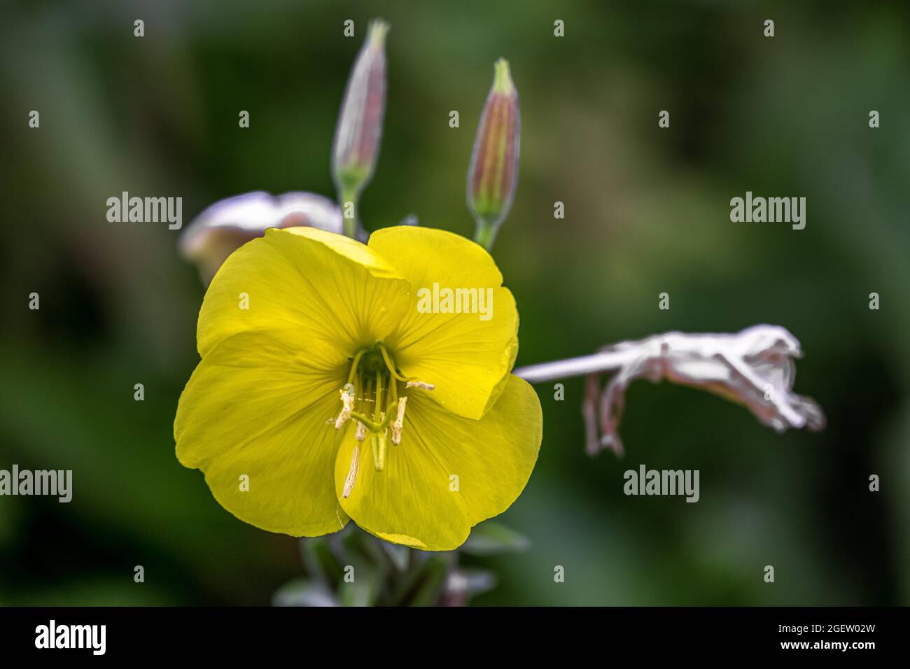 Evening primerose or Oenothera biennis yellow open flower on a summer evening Stock Photo