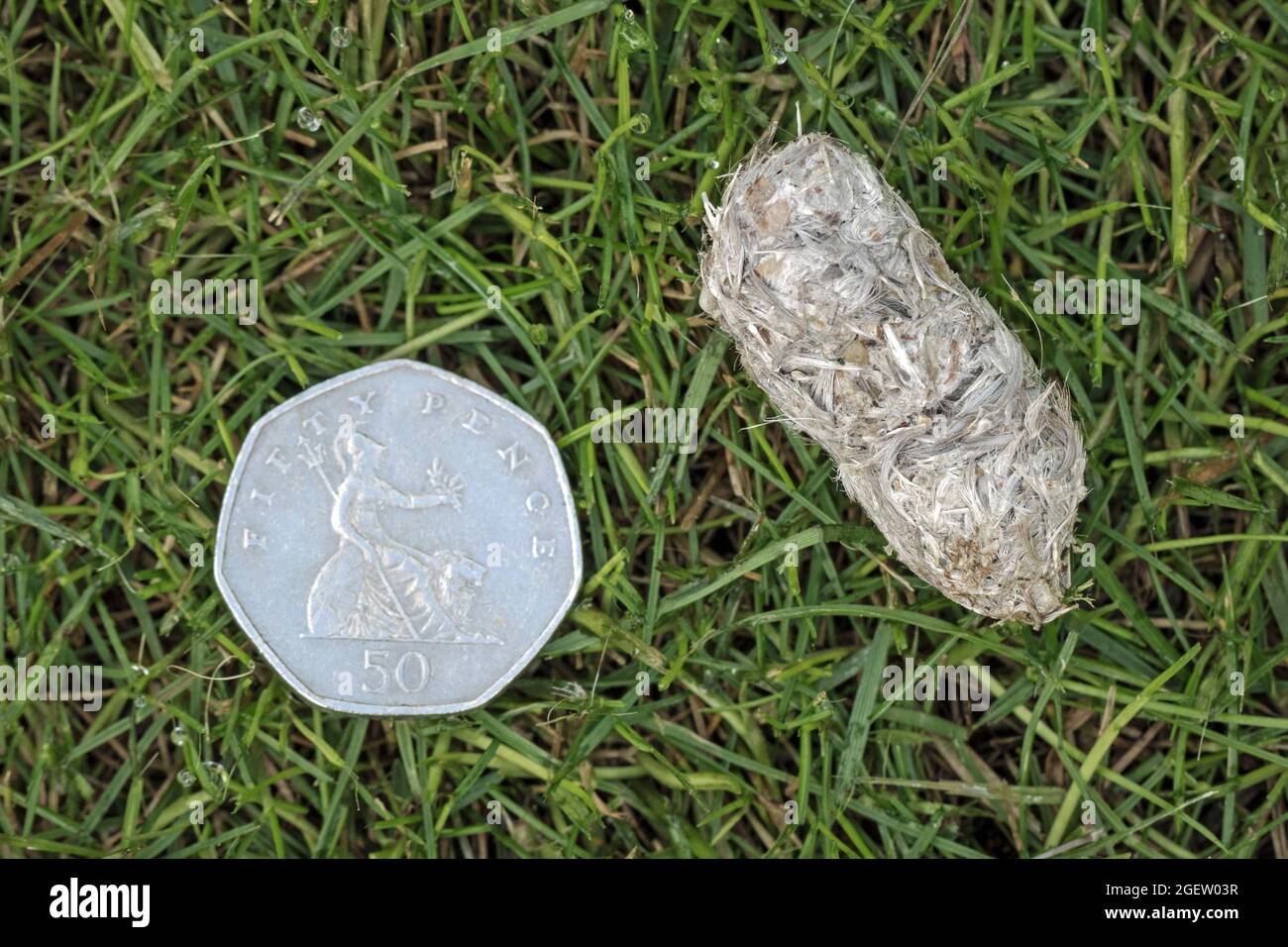 Pellet of a Peregrine Falcon (Falco peregrinus) alongside a 50p piece coin, Cambridgeshire, England Stock Photo