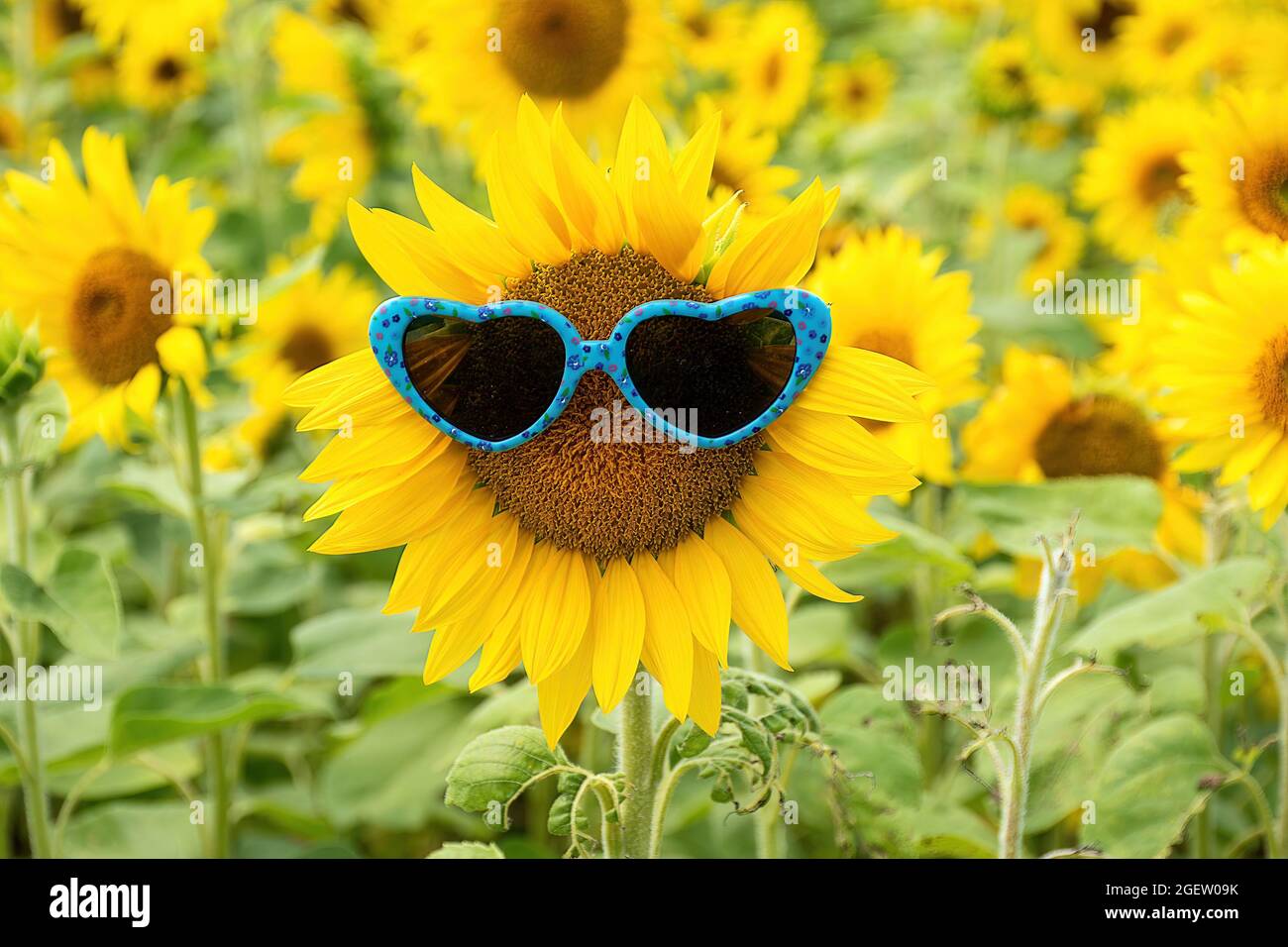 heart-shaped sunglasses on yellow sunflower head in Michigan sunflower field Stock Photo