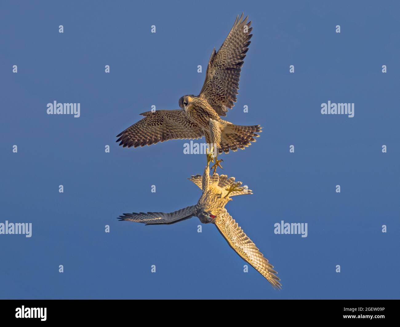 Two juvenile Peregrine Falcon (Falco peregrinus) talon grappling, Cambridgeshire, England Stock Photo