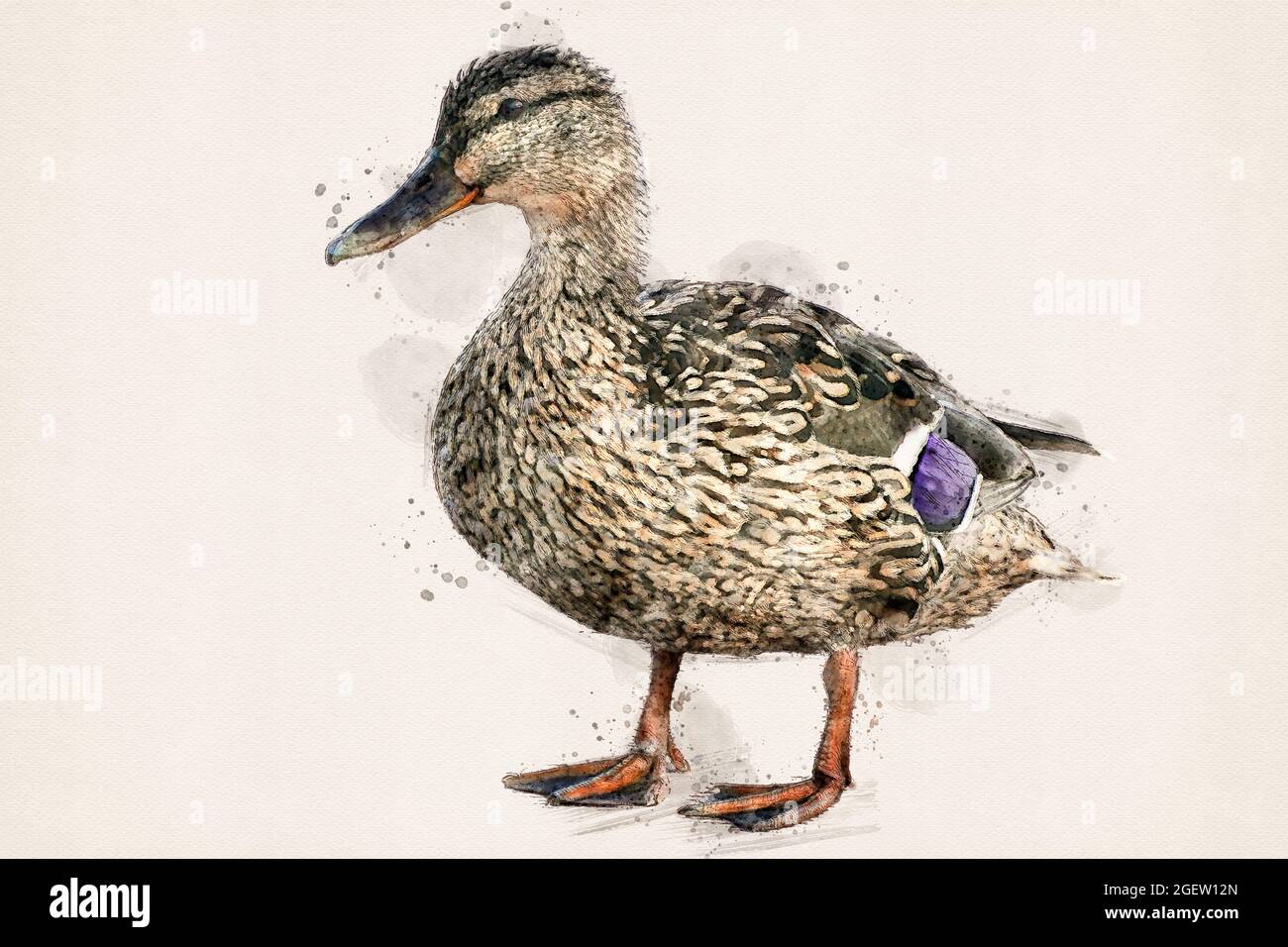 Watercolor Mallard Duck 12 x 8