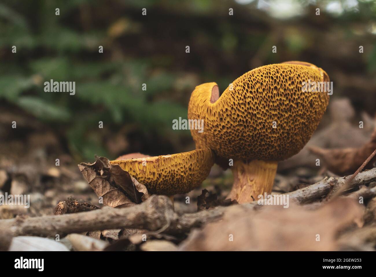 Close-up of two wild mushrooms (Rheubarbariboletus armeniacus) on a field Stock Photo