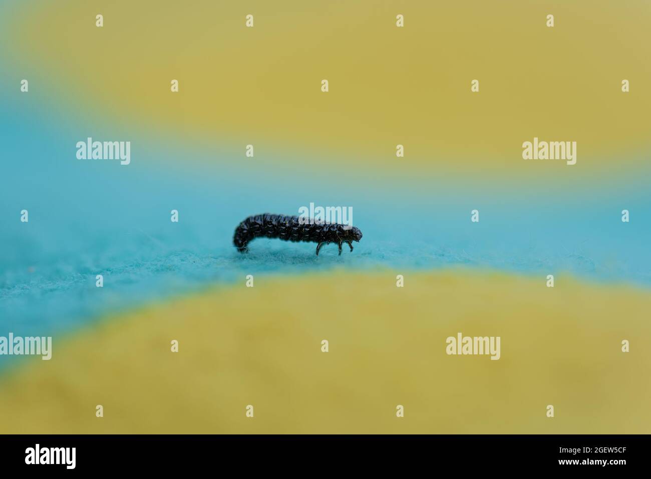 Small black larvae crawling along a blue and yellow carpet Stock Photo