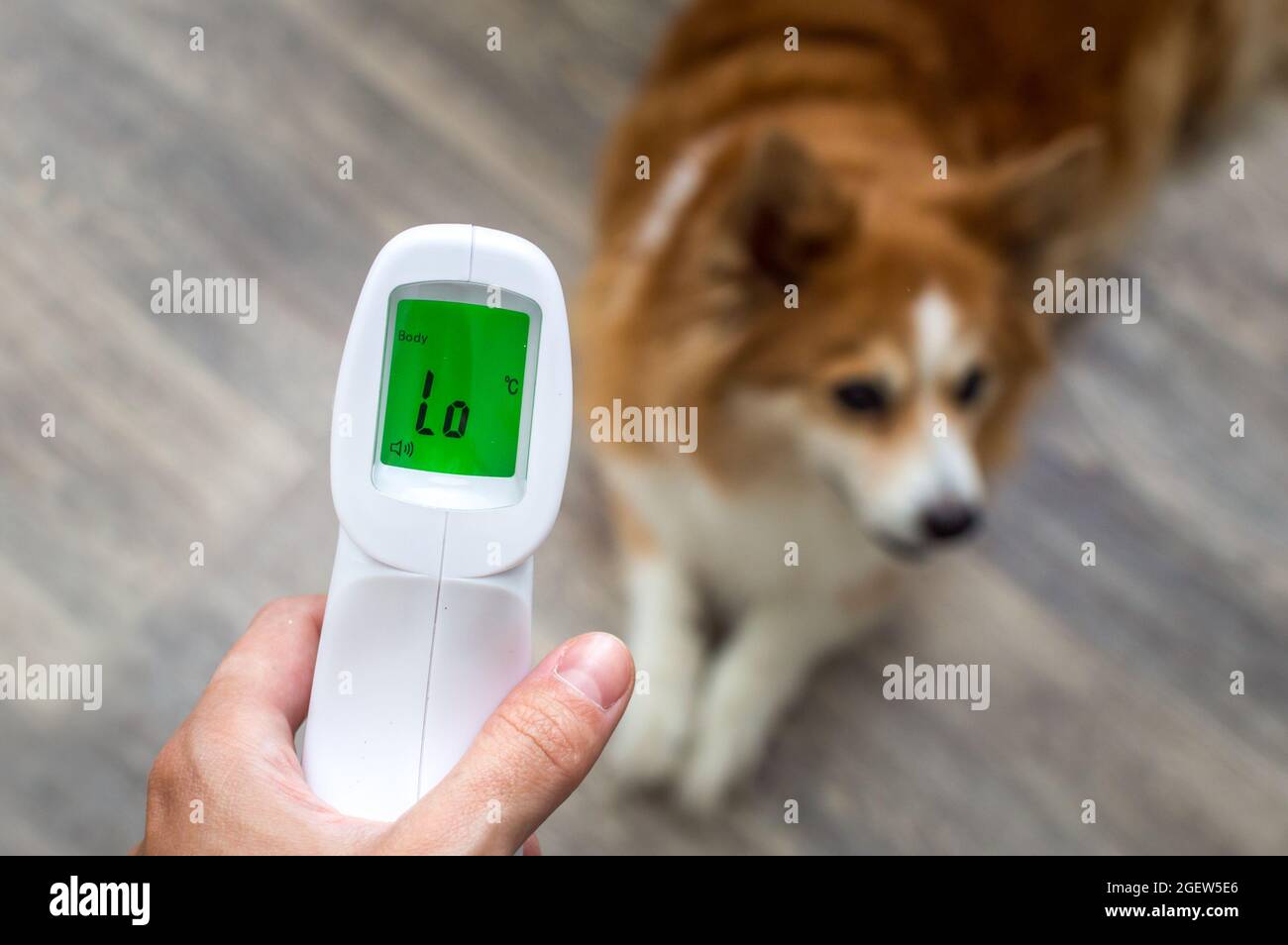 can i take my dogs temperature with a human thermometer