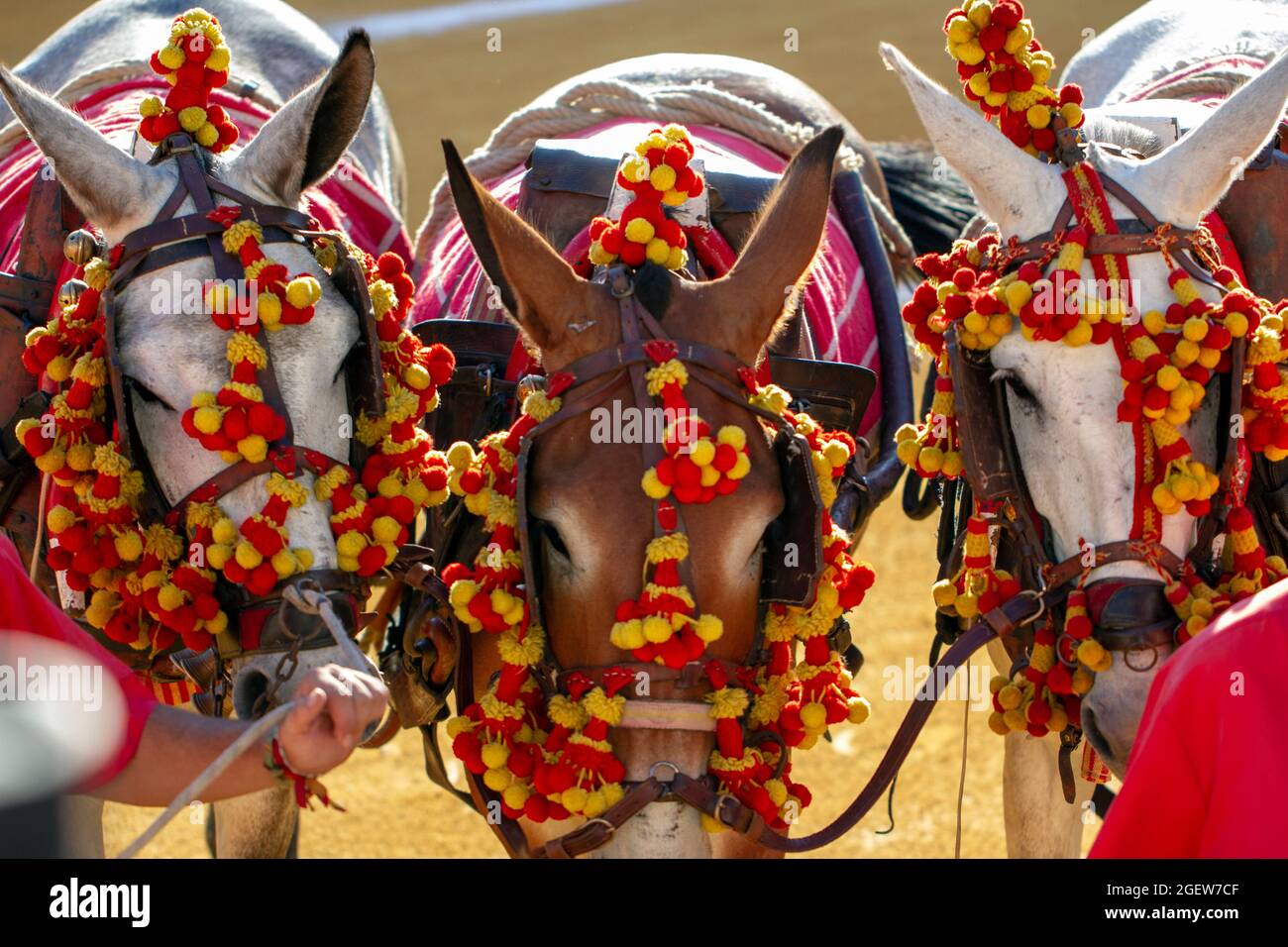 Bull Fighting in Malaga Spain Stock Photo - Alamy
