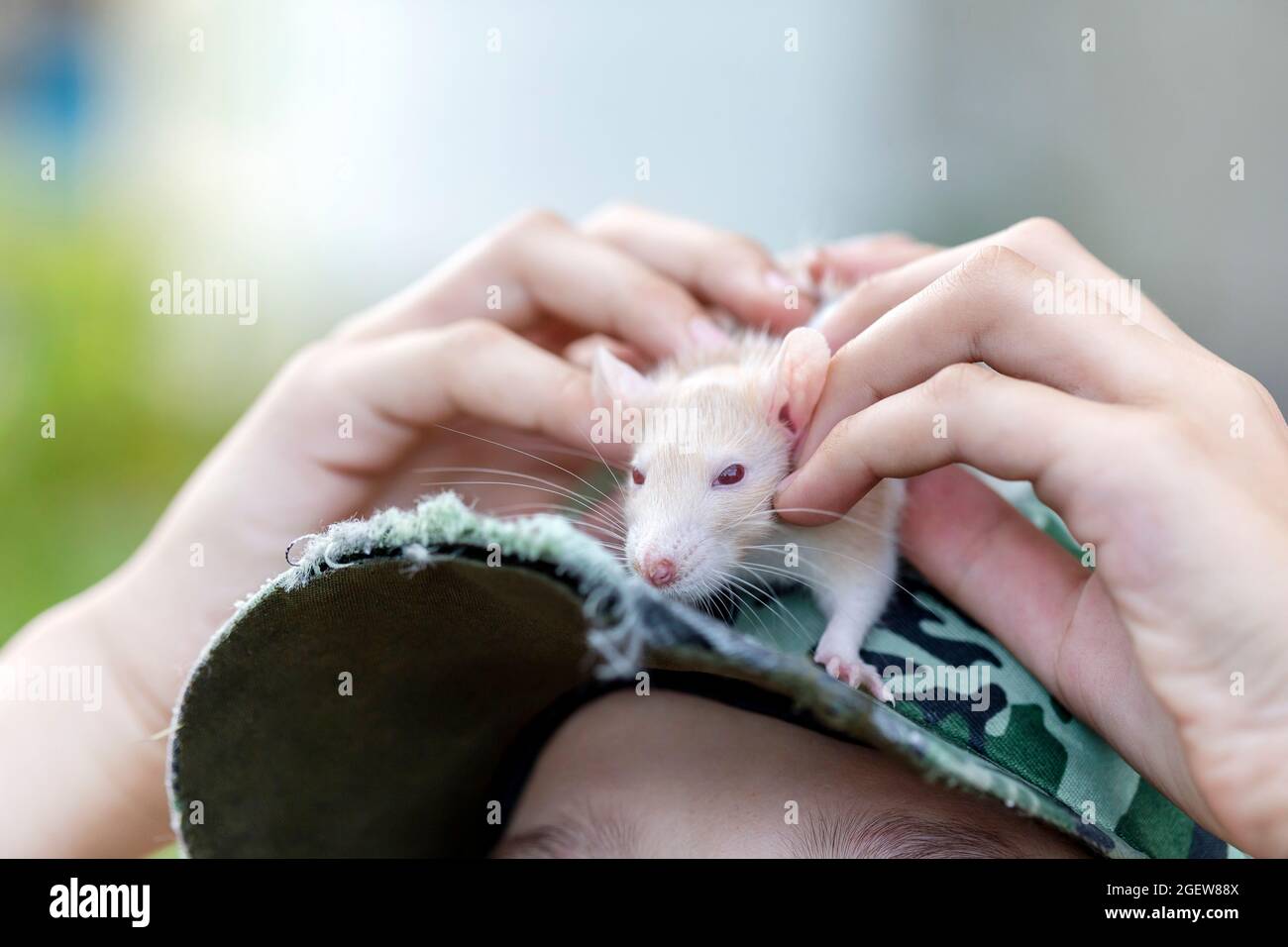 Boy holds cute domestic rat on top of his baseball cap. Hands in frame. Stock Photo