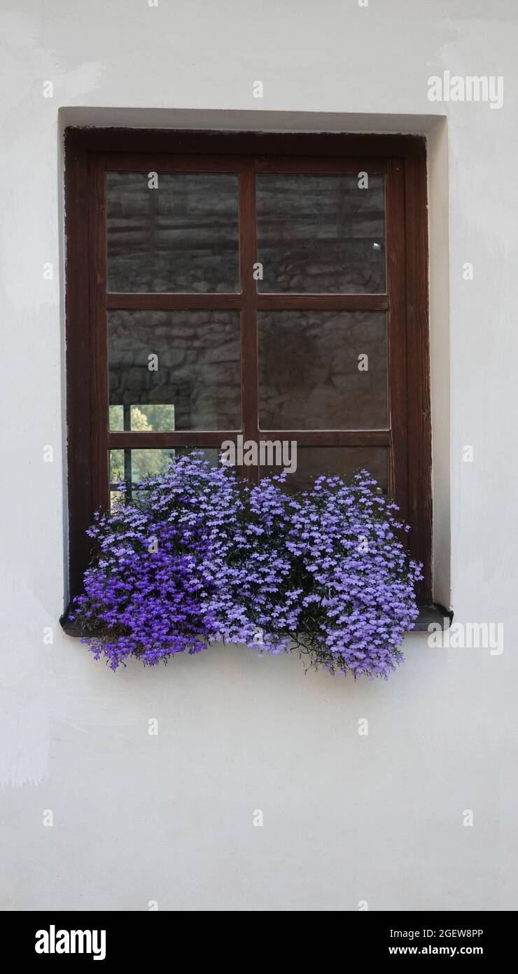 Old window with a brown frame with blue lobelia disambiguation flowers Stock Photo