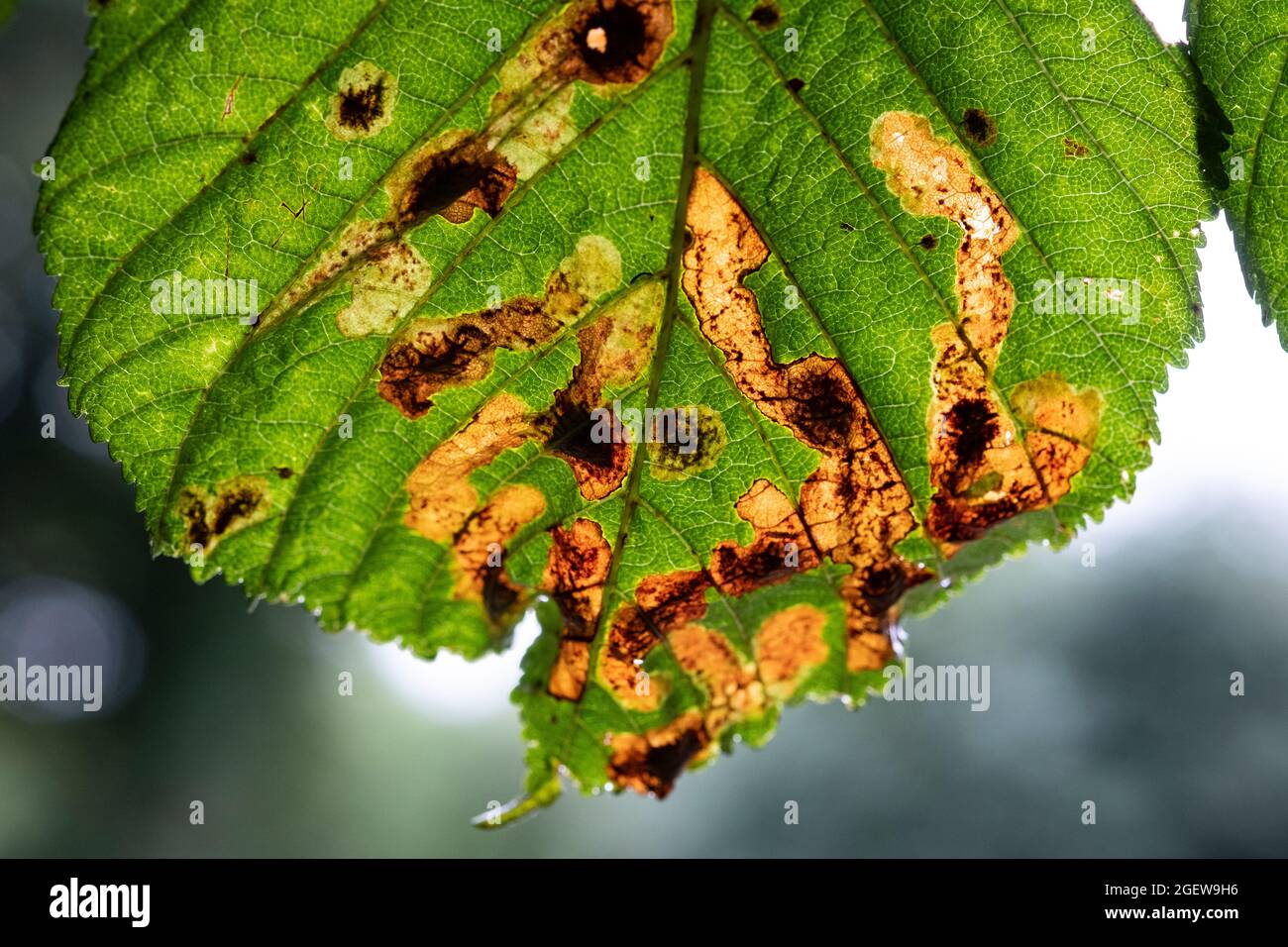 A Horse Chestnut tree showing signs of Leaf Blotch disease, Worcestershire, England. Stock Photo