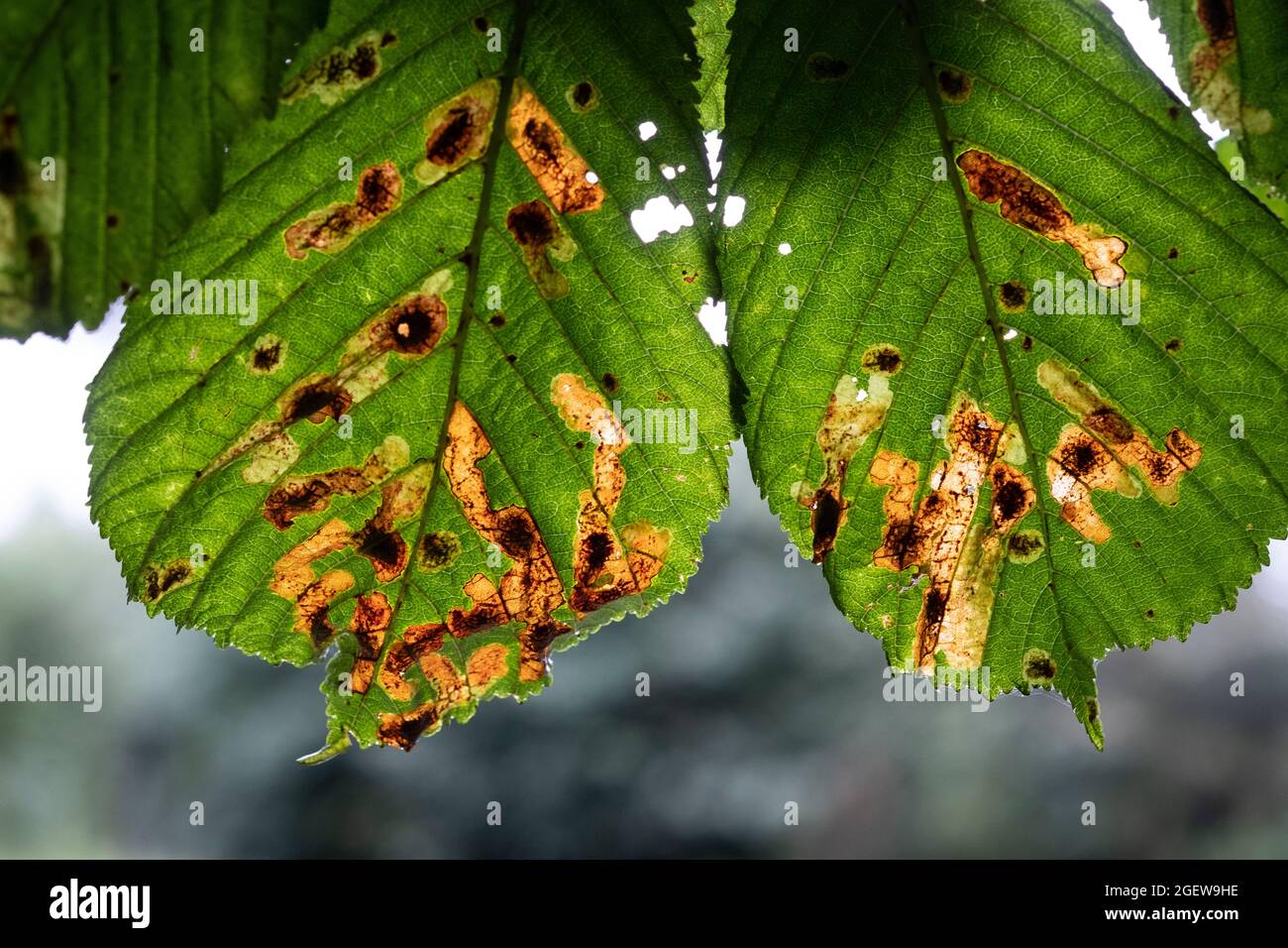 A Horse Chestnut tree showing signs of Leaf Blotch disease, Worcestershire, England. Stock Photo